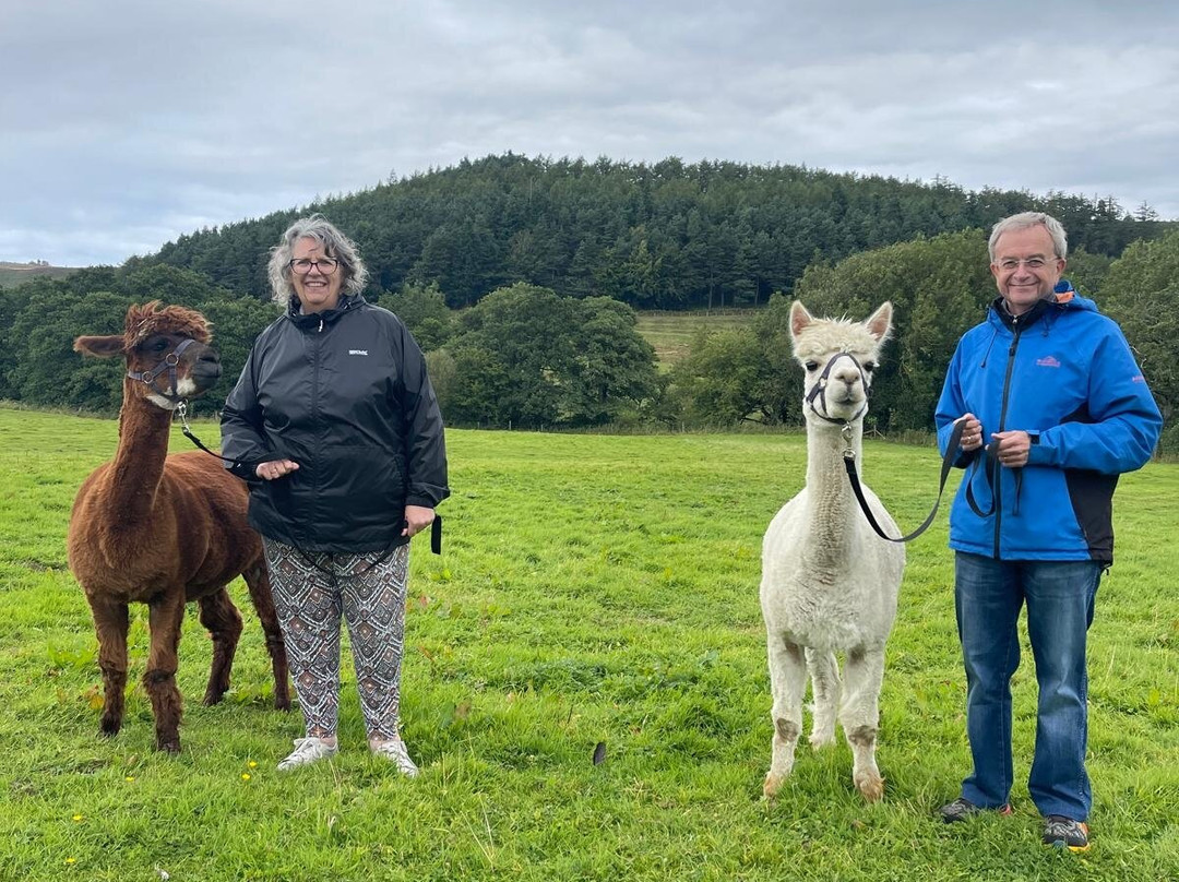 Little Alpaca Company景点图片