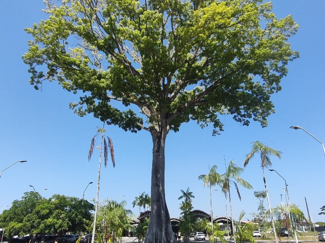 Parque Estadual do Utinga-贝伦必去景点