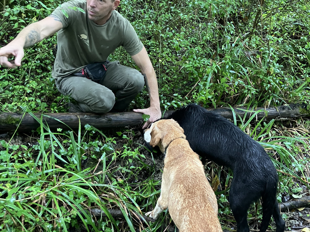 Truffle Hunting-Motovun必去景点