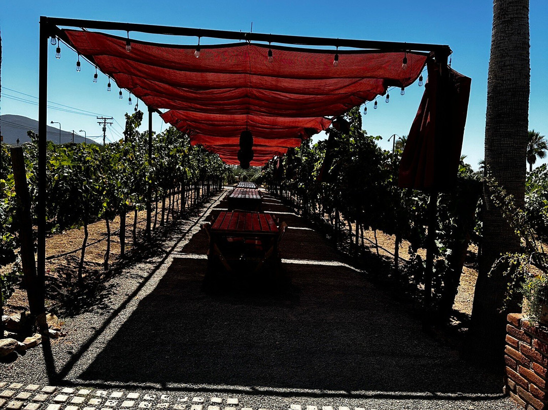 Lechuza Vineyard景点图片