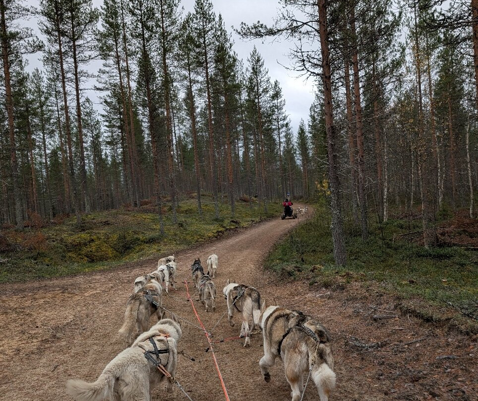 Arctic Borealis Huskies-Ranua必去景点