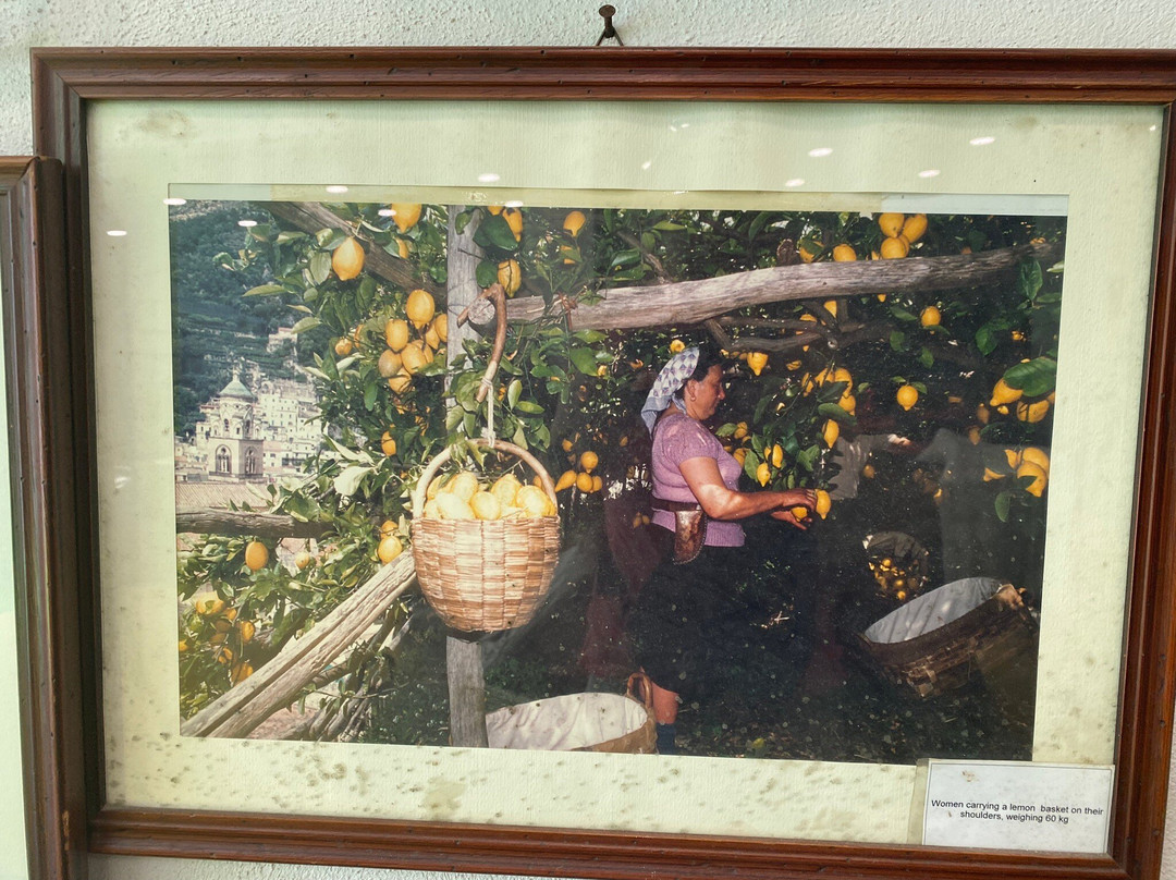 Amalfi Lemon-阿马尔菲必去景点