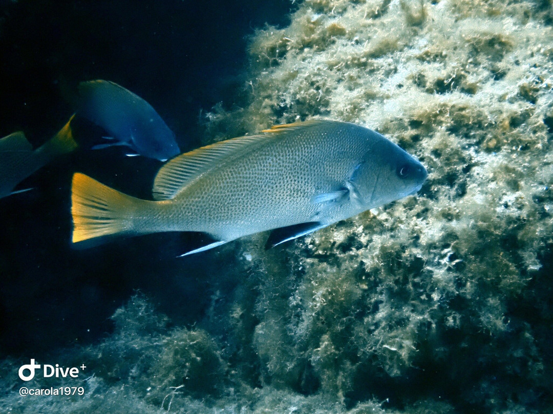 Bliss Dive-Marsalforn必去景点