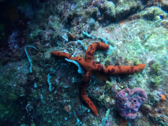 Azul Diving Center-沙尔必去景点