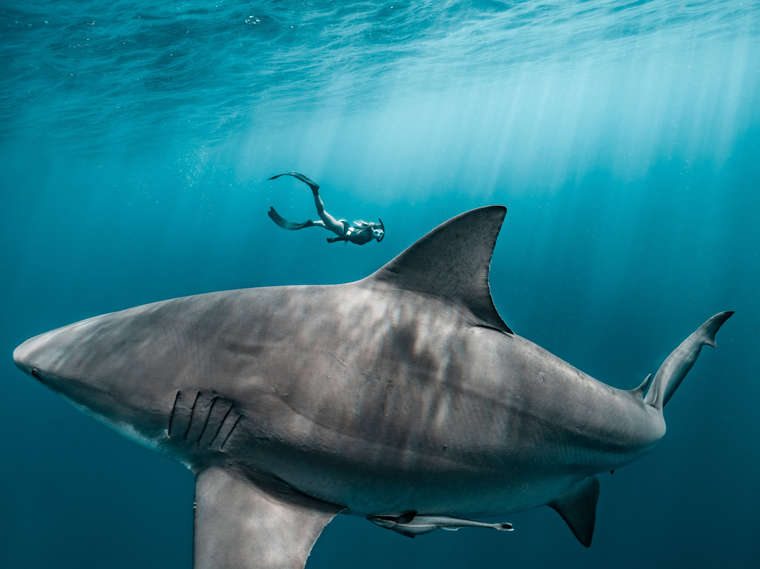 Tanner Underwater-朱庇特必去景点