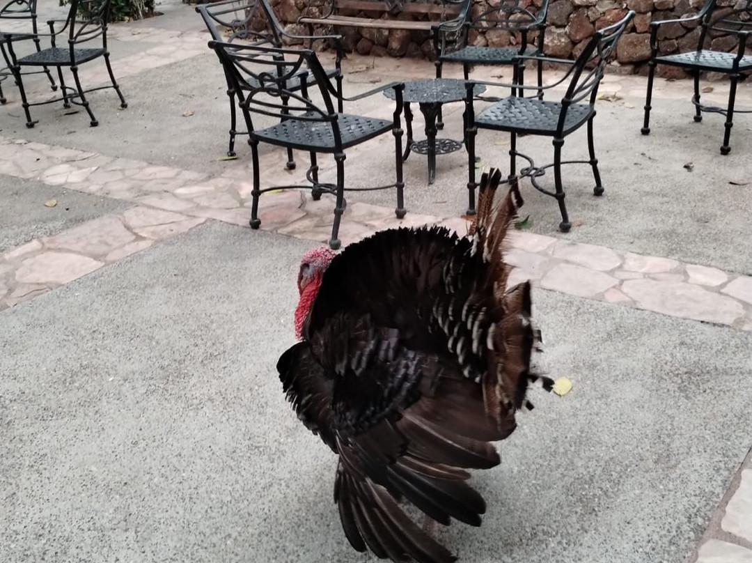 Mama Lucia-Mismaloya必去景点