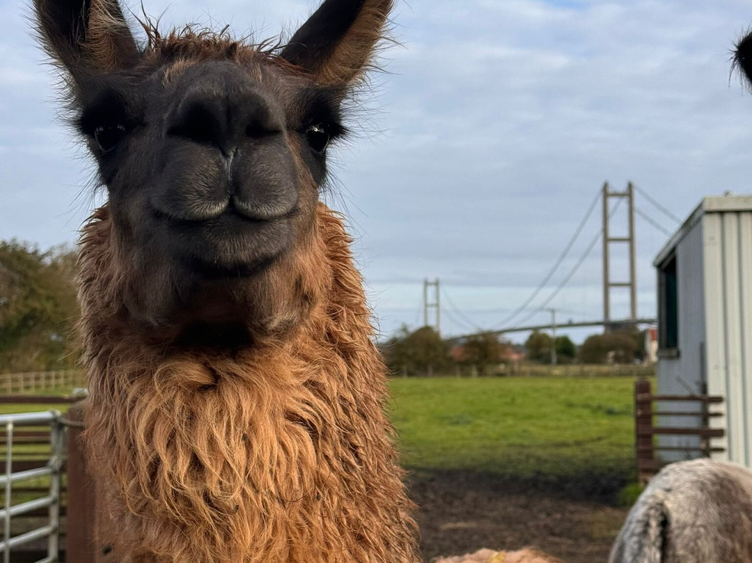 Humber Llamas景点图片
