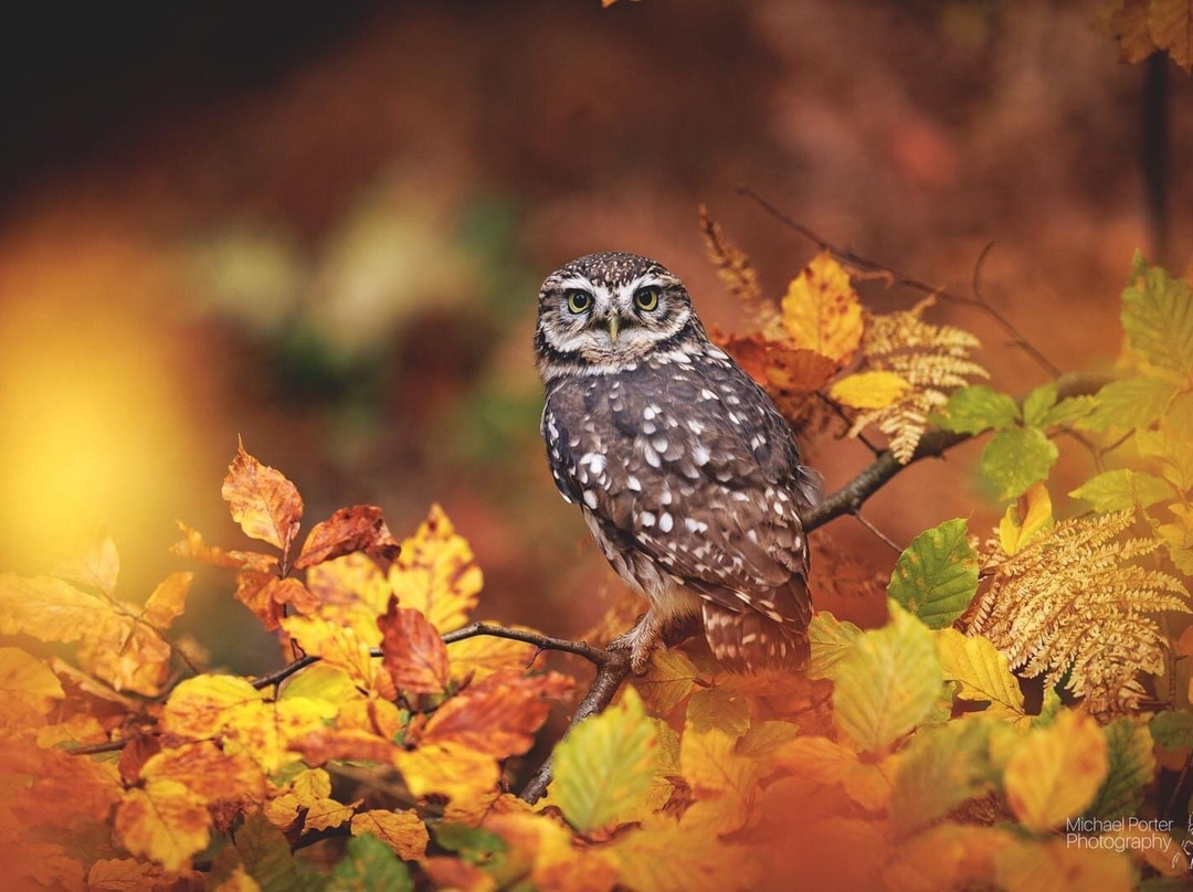 Swinton Park Birds of Prey景点图片
