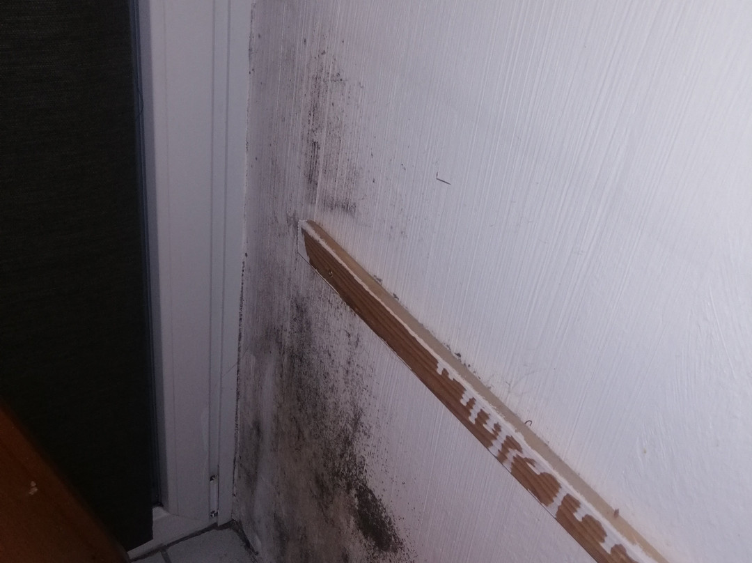 Lipmann am boll主图