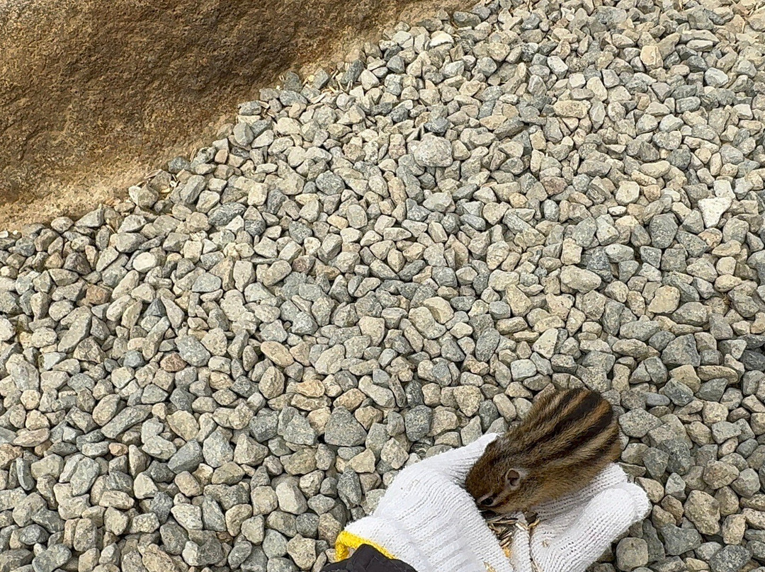 Squirrel Forest Hida Mountains Yaso Shizen Teien-高山市必去景点
