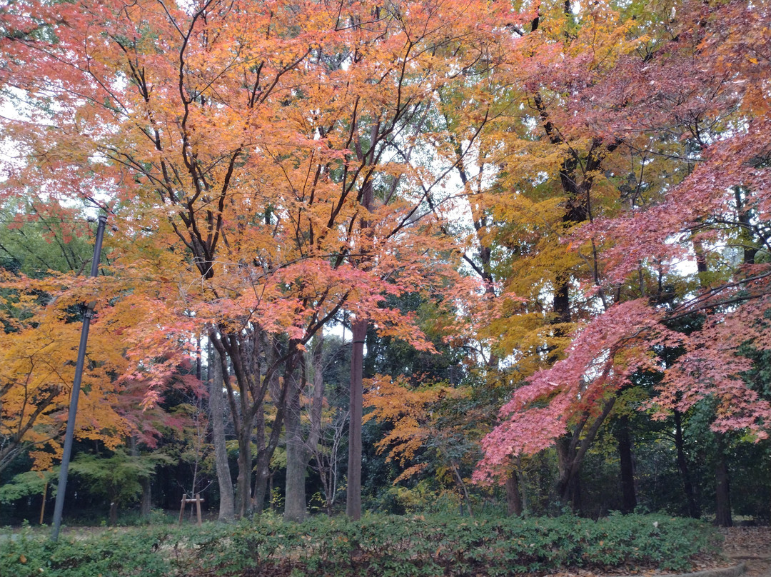 Muko Shrine-向日市必去景点
