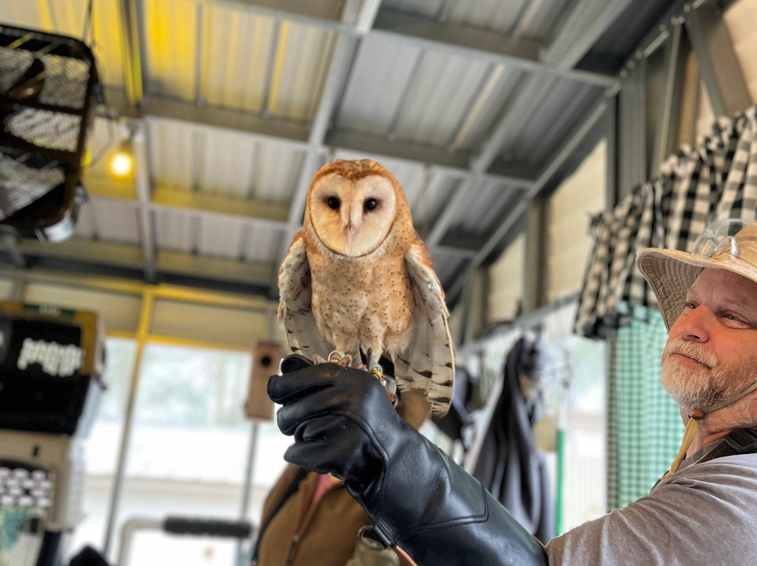 International Falconry Academy-Live Oak必去景点