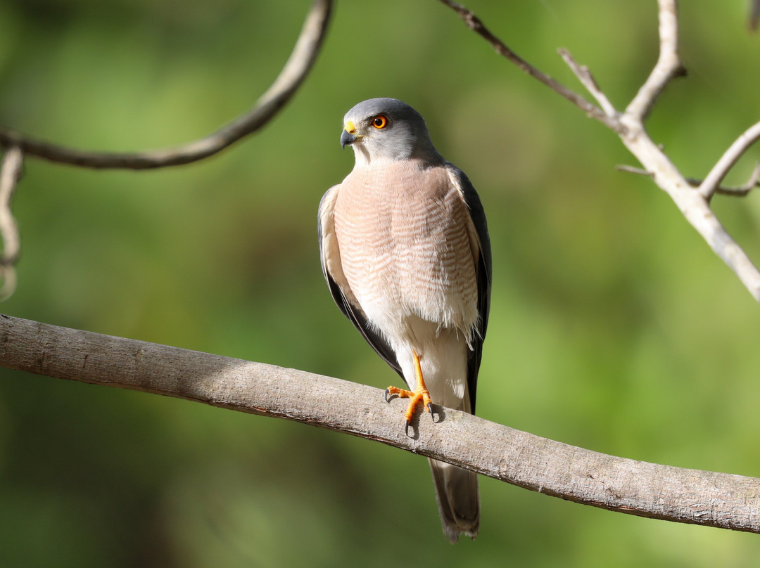 Senegambia Birding景点图片