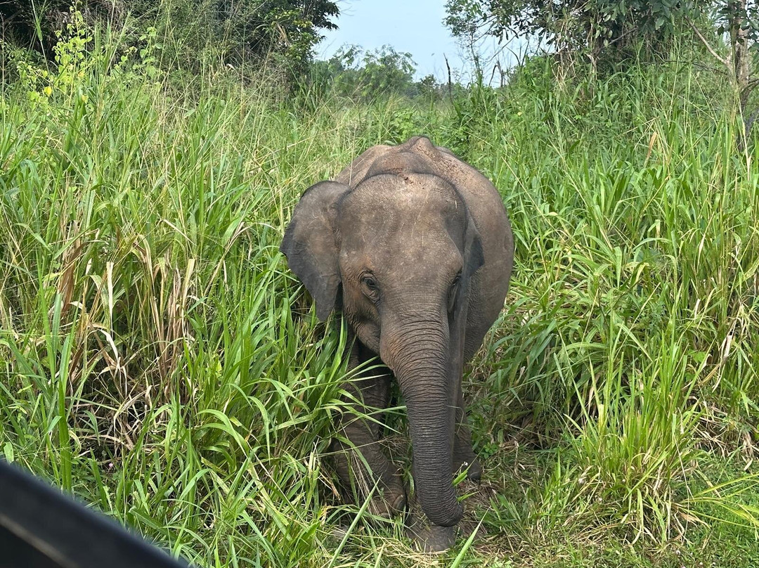 Tharaka Jeep Safari Habarana-哈巴拉娜必去景点