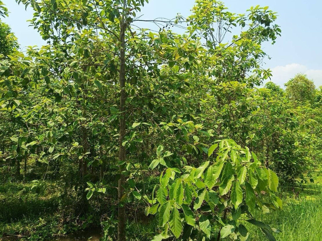 Bangkok Kratom Co., Ltd.-佛统必去景点