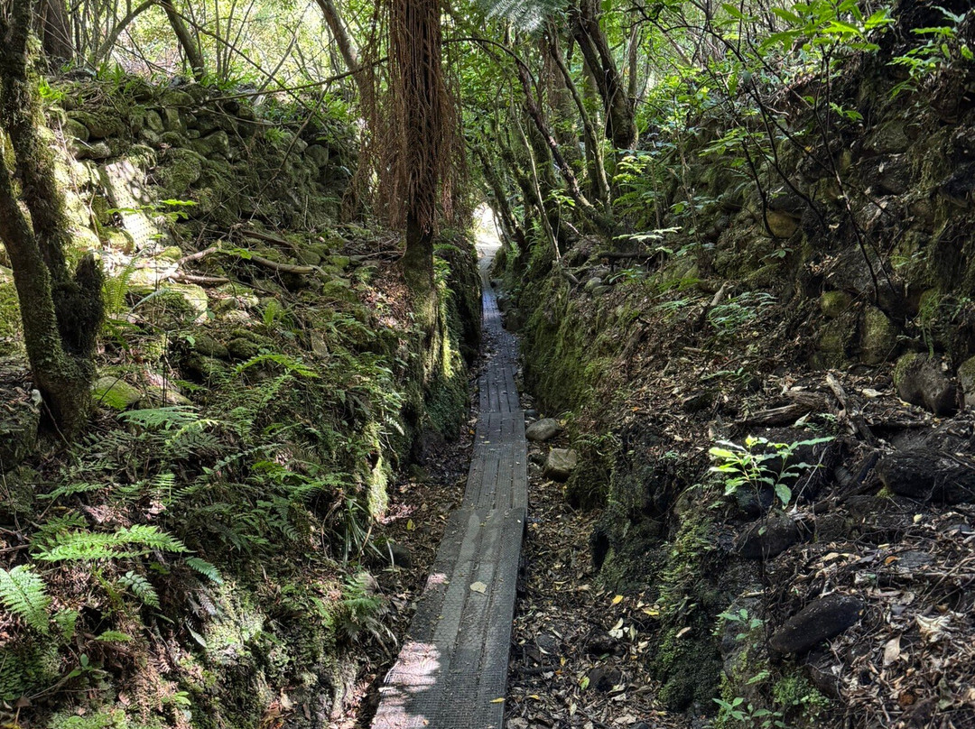 Buller Gorge Swingbridge Ltd景点图片