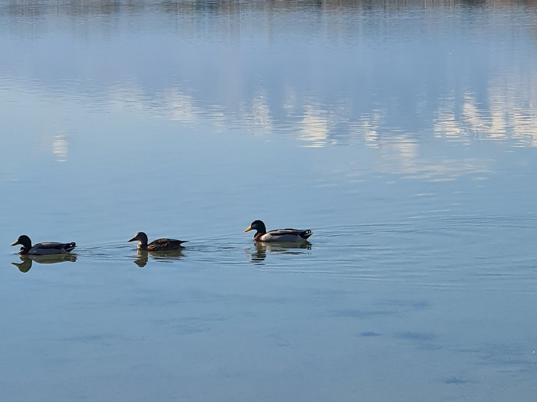 Lac de Villeneuve-de-la-Raho景点图片
