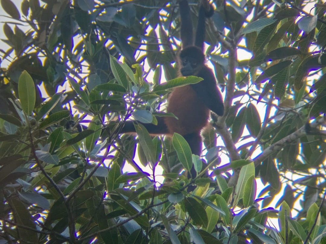 Osa Bolo Adventures-Corcovado National Park必去景点