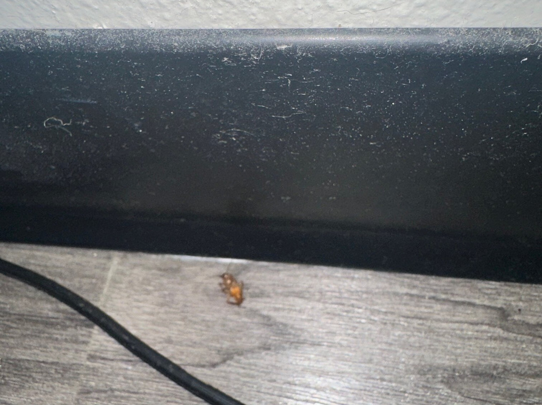 Days Inn by Wyndham Shallotte主图