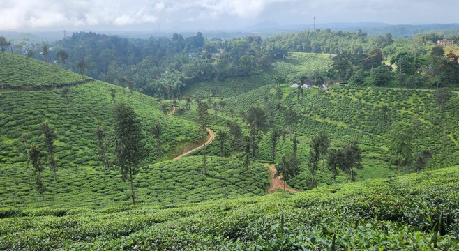 Elephant Trail 16.0-Cherambadi必去景点