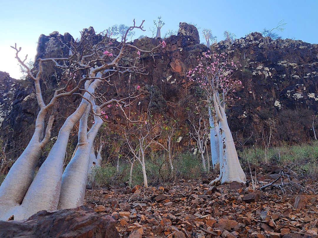 SOCOTRA FOREVER景点图片