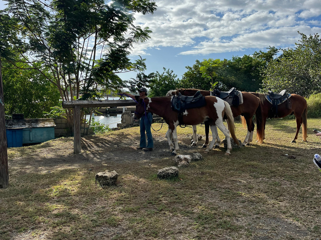 Horseback Rides by Pintos R Us-吕康必去景点