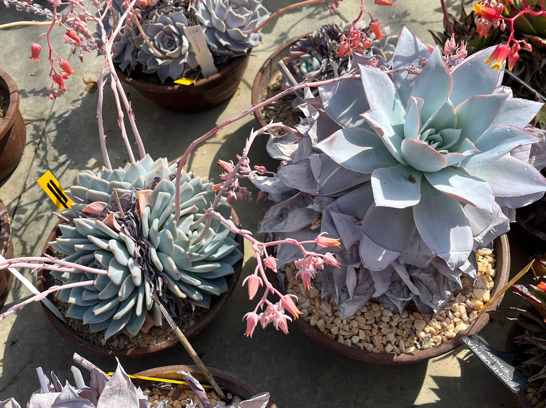Cactusland景点图片