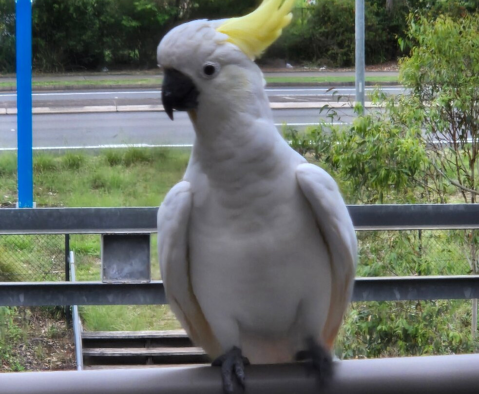 悉尼曼特拉城堡山酒店主图