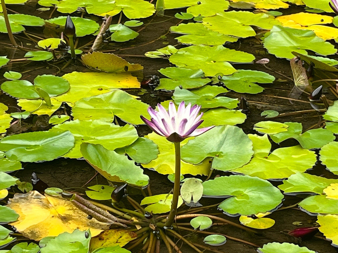 Suwa Asapuwa Ayurveda Centre景点图片