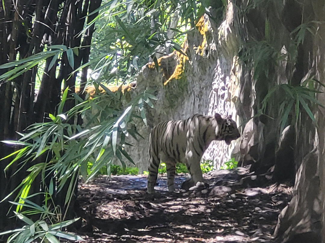 Rajiv Gandhi Zoological Park景点图片