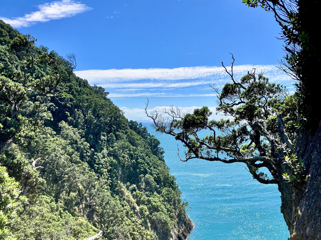 Moutohora Island Sanctuary (Whale Island) - Day Tour-法卡塔尼必去景点