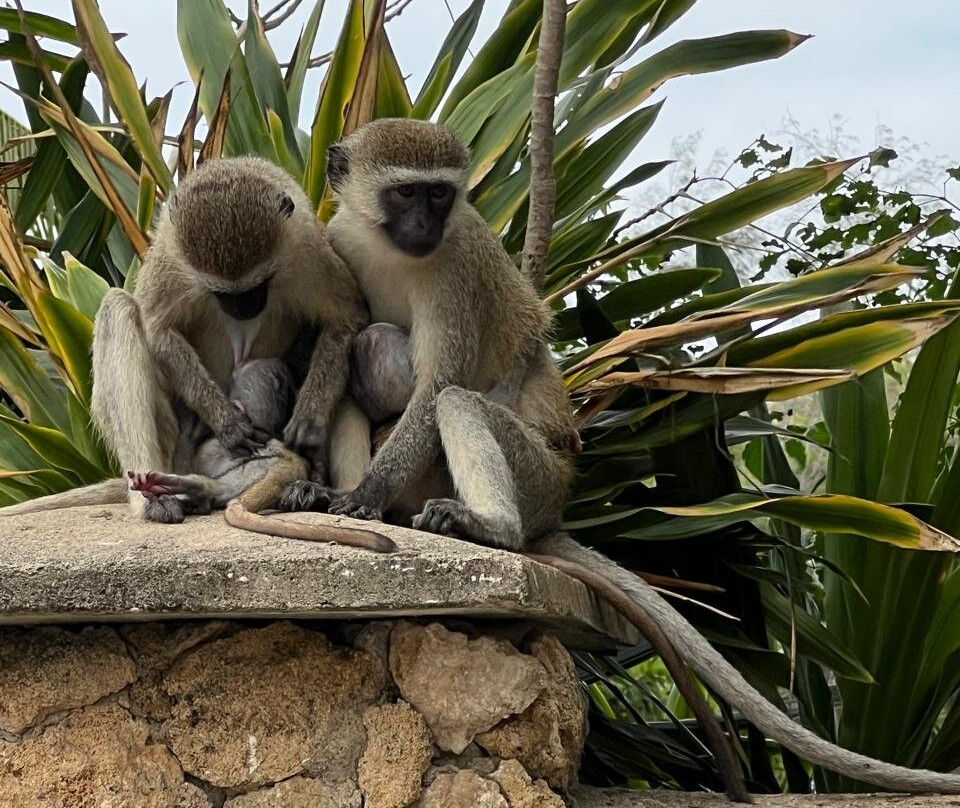 HillPark Tiwi & Amare Resort主图