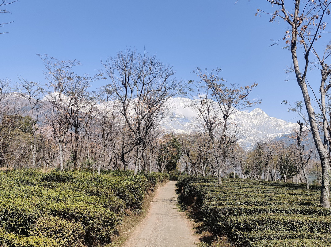 Palampur Tea Gardens景点图片