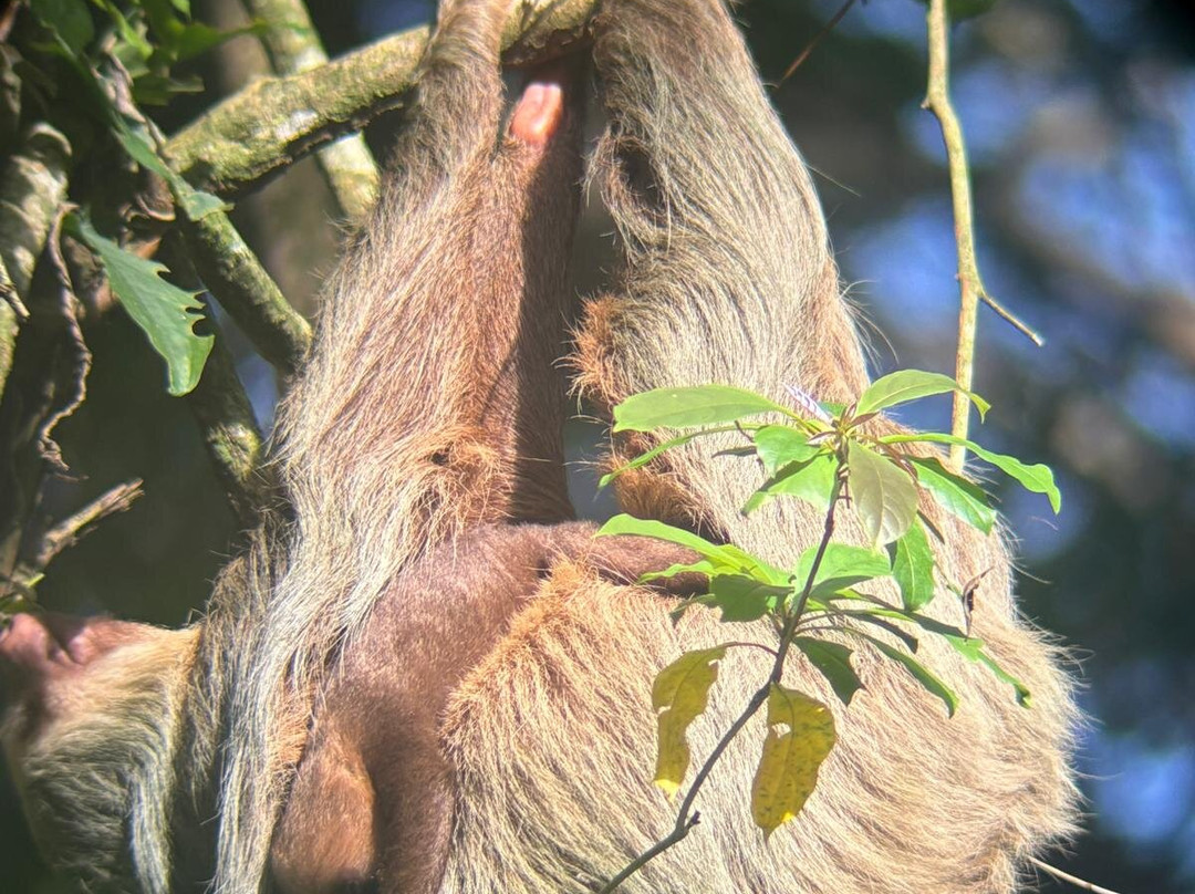 Canopy San Lorenzo-圣拉蒙必去景点