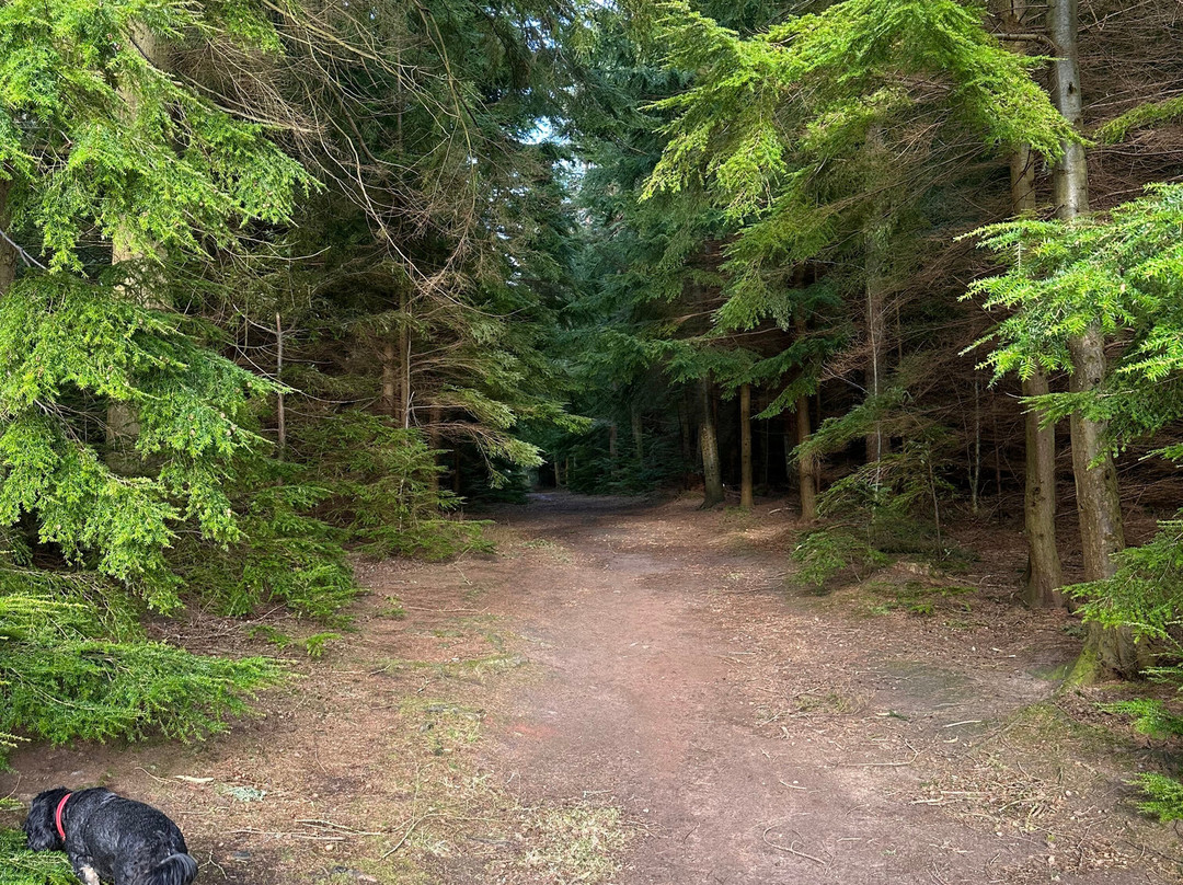 Bowmont Forest