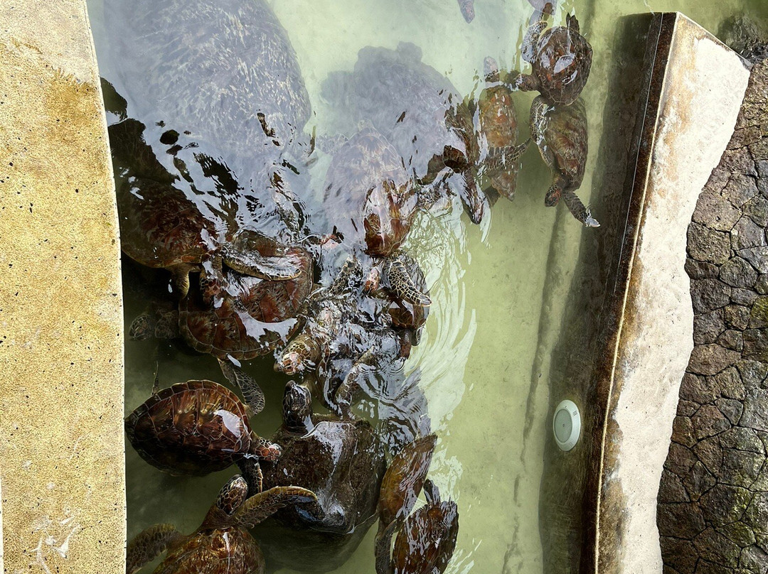 Nungwi Mnarani Aquarium-孥归必去景点