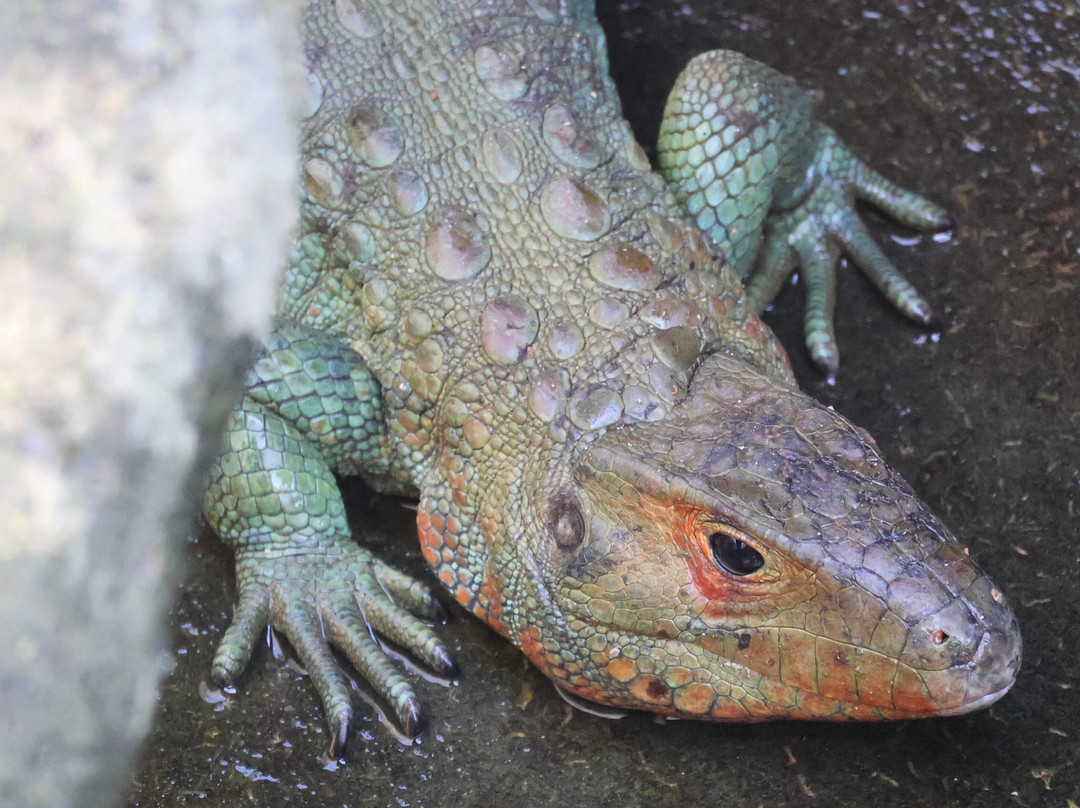 Parque Reptilandia景点图片