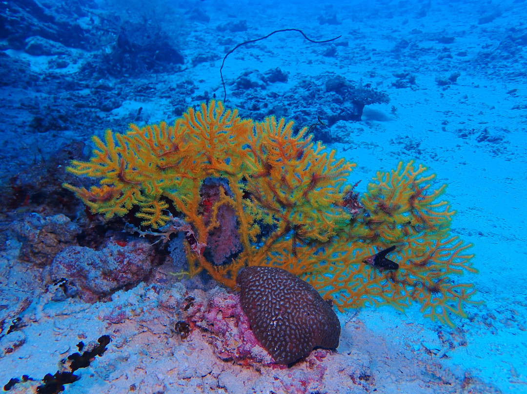 Dharavandhoo Divers景点图片