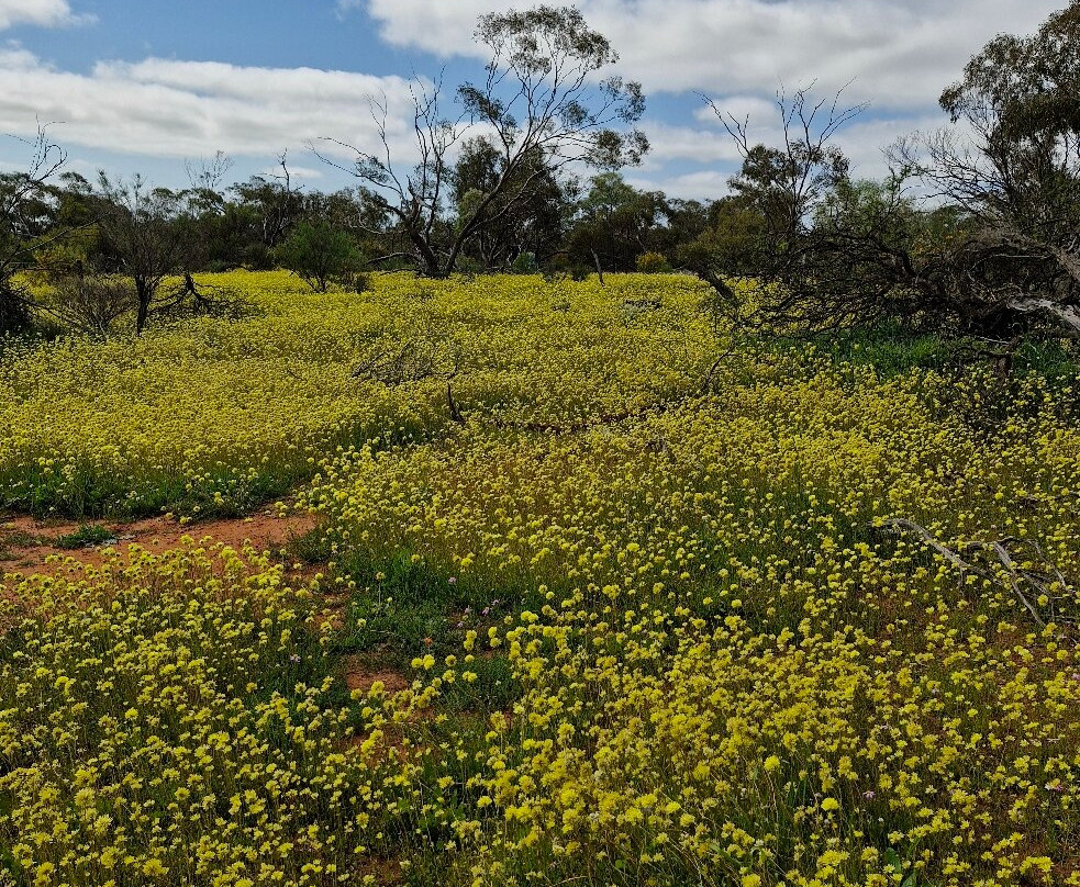 Coalseam Conservation Park-Mingenew必去景点