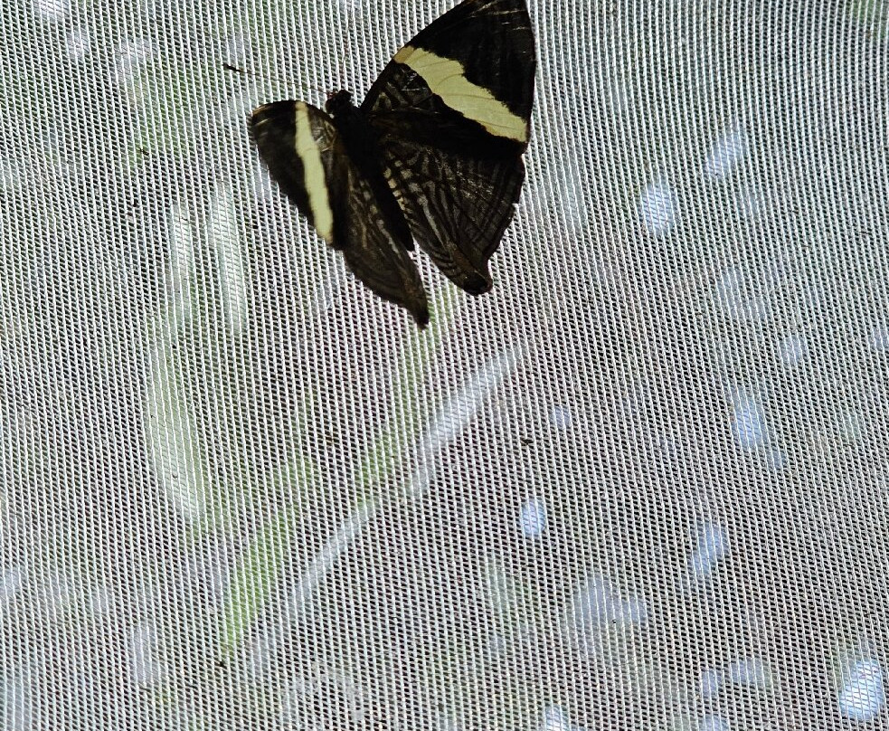 Boquete Bees and Butterflies景点图片