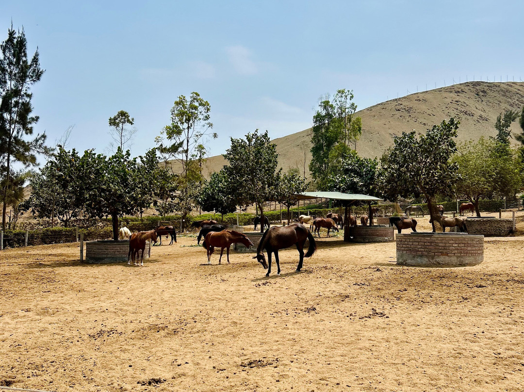 Cabalgatas-Santa Cruz de Flores必去景点