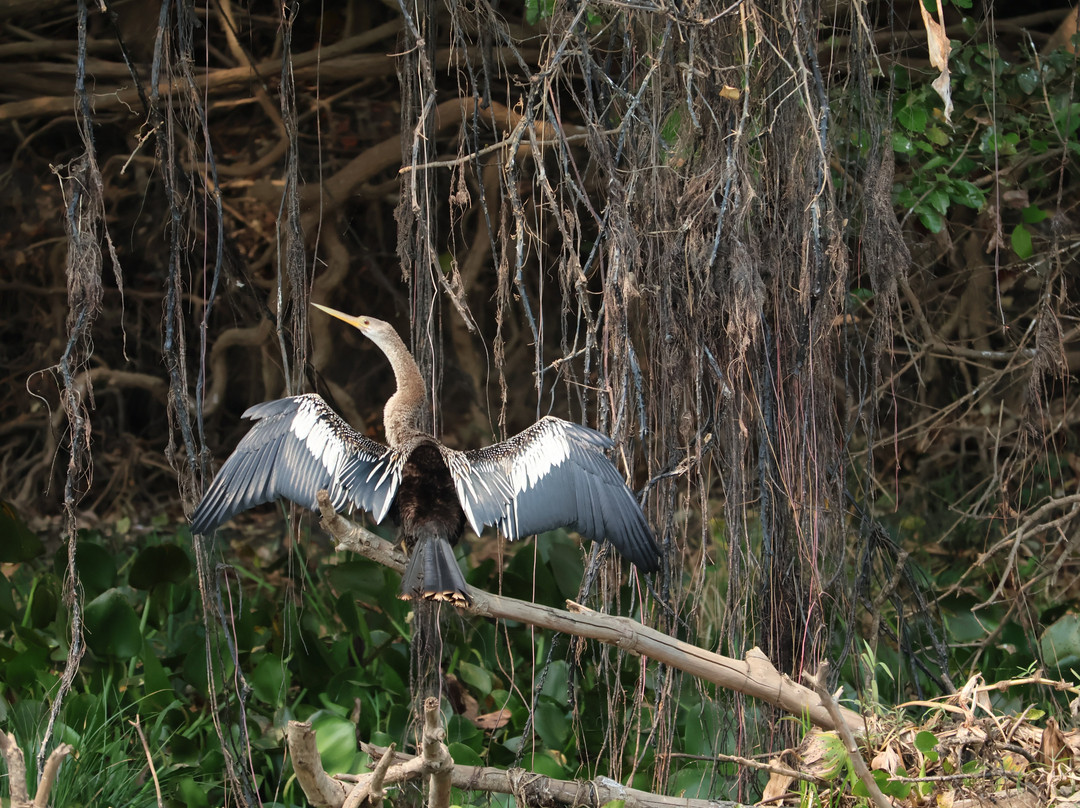 Pantanal Trip Tur景点图片