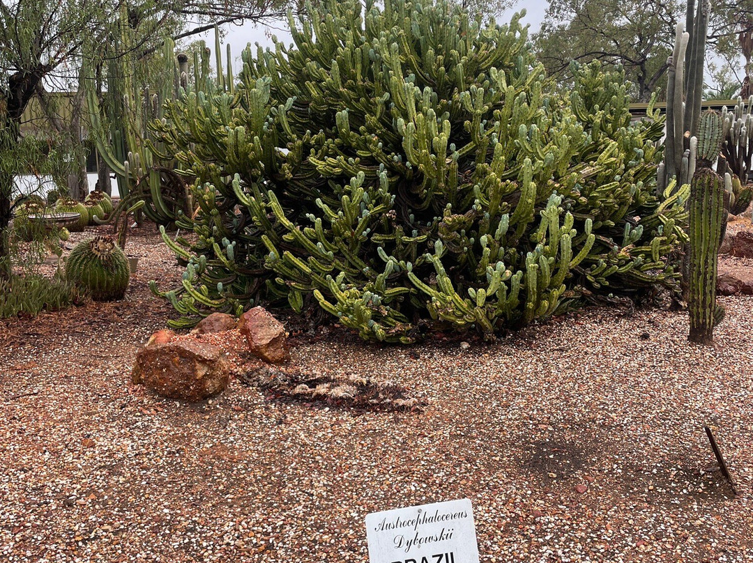 Bevans Black Opal & Cactus Nursery-Lightning Ridge必去景点