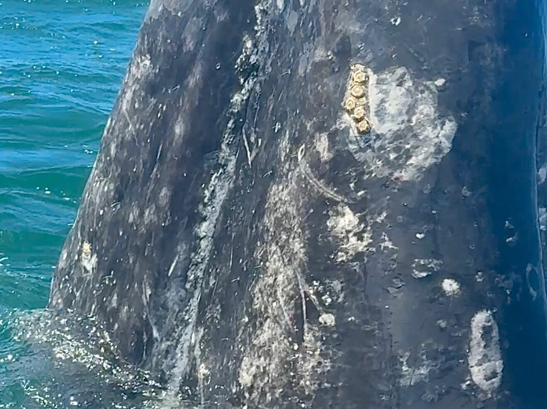 Life Aquatic Expeditions-San Ignacio必去景点