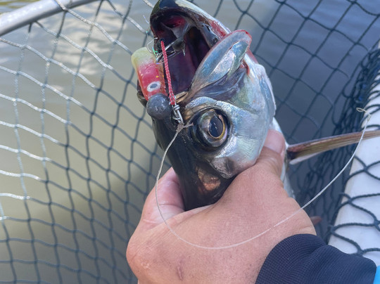 Recife Tarpon-累西腓必去景点