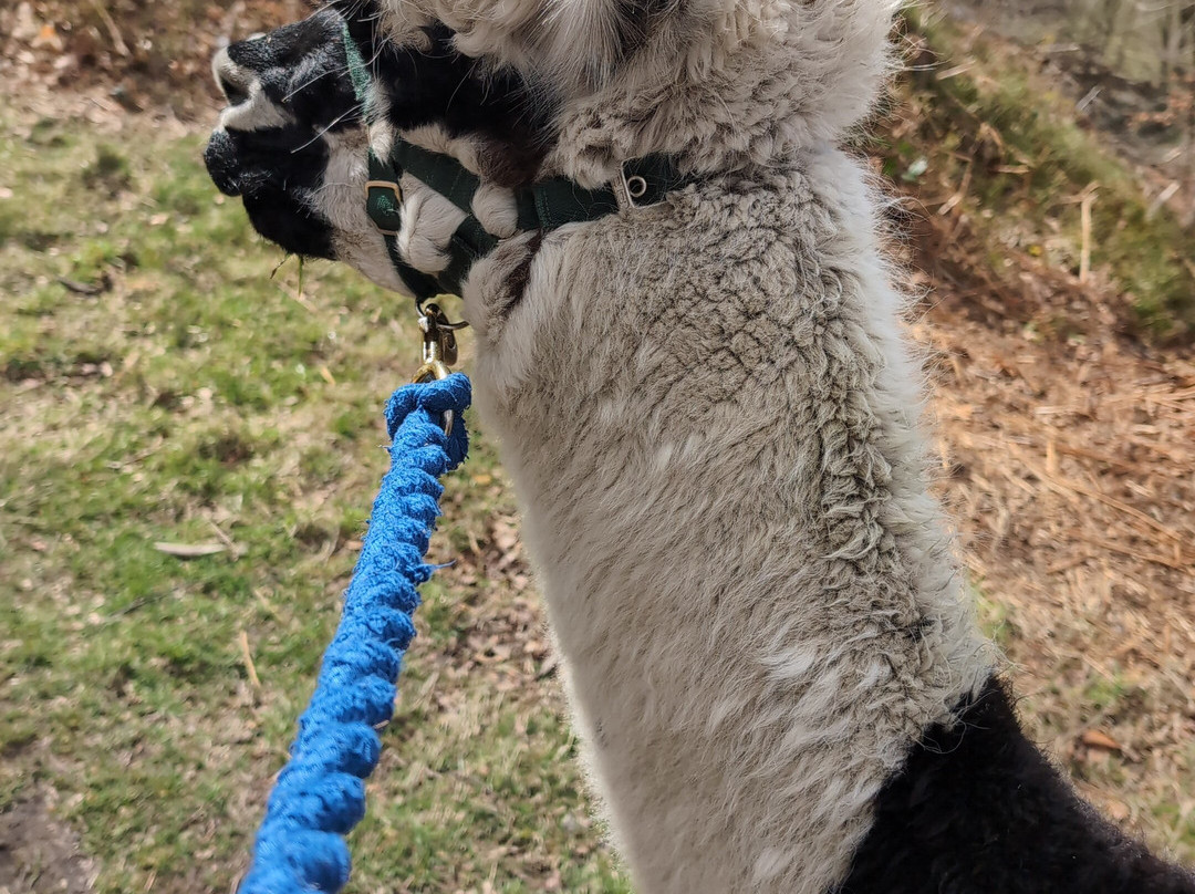 Poppywood Alpacas景点图片