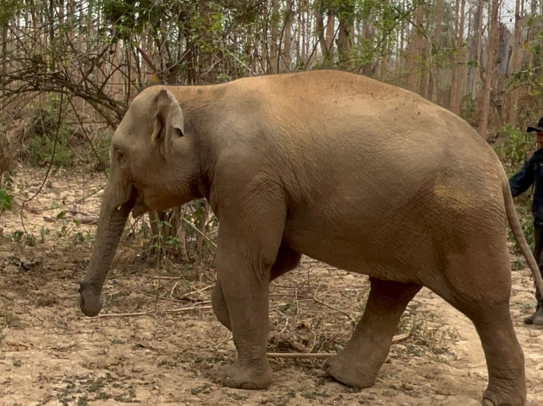 MandaLao Elephant Conservation景点图片