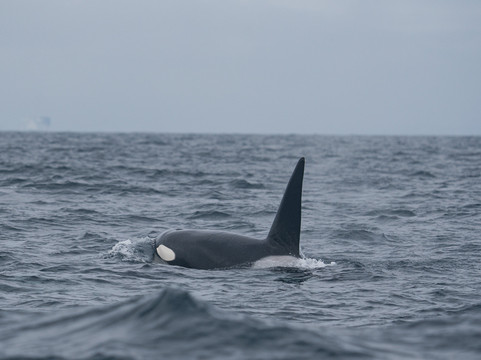 O'side Whales-欧申赛德必去景点