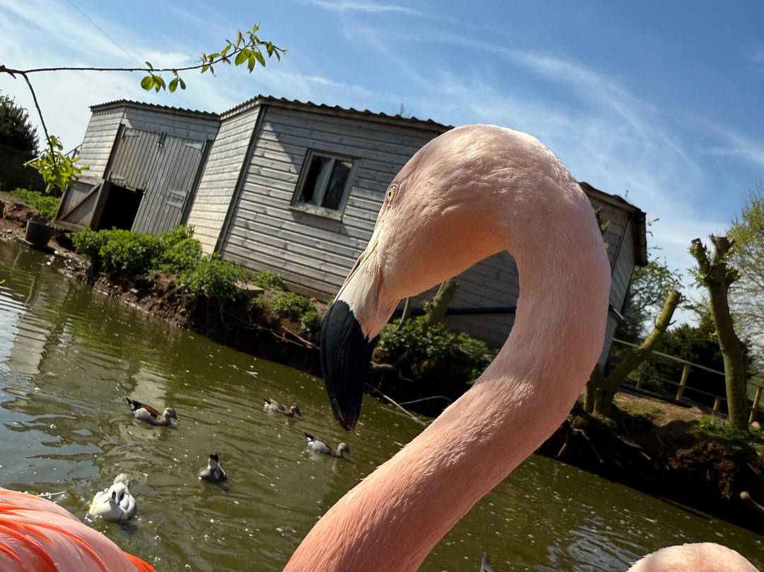 Bird Gardens Scotland Cic-Oxton必去景点