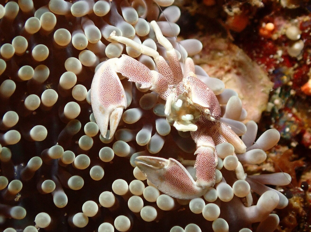 The Three P Beach Resort主图